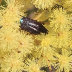 Melobasis sp. (genus) (Unidentified Melobasis jewel Beetle) at ANBG - 26 Sep 2019 by AlisonMilton