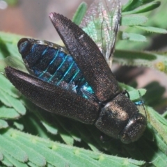 Melobasis sp. (genus) (Unidentified Melobasis jewel Beetle) at The Pinnacle - 1 Mar 2020 by Harrisi