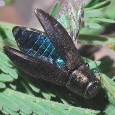 Melobasis sp. (genus) (Unidentified Melobasis jewel Beetle) at Weetangera, ACT - 1 Mar 2020 by Harrisi