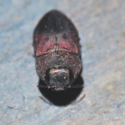 Anilara sp. (genus) (A jewel beetle) at Paddys River, ACT - 20 Feb 2020 by Harrisi