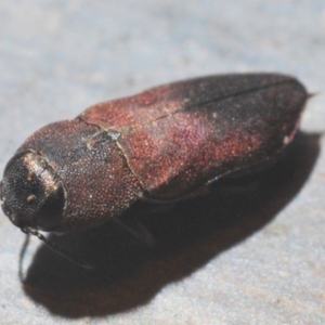 Anilara sp. (genus) at Paddys River, ACT - 20 Feb 2020