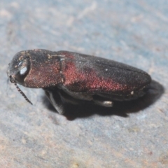 Anilara sp. (genus) at Paddys River, ACT - 20 Feb 2020