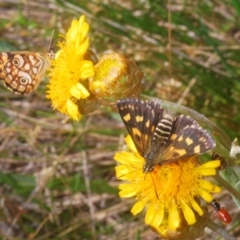 Hesperilla munionga (Alpine Sedge-Skipper) at Kosciuszko National Park - 22 Feb 2020 by Harrisi