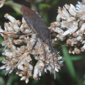 Gelonus tasmanicus at Kosciuszko National Park, NSW - 22 Feb 2020