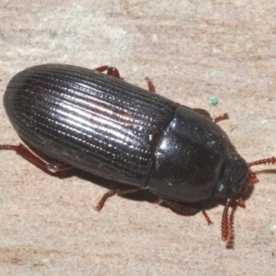 Uloma (Uloma) sanguinipes (Darkling beetle) at Belconnen, ACT - 27 Feb 2020 by Harrisi