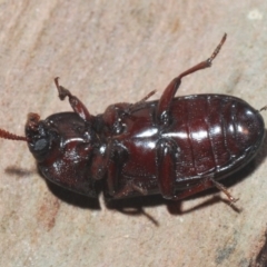 Uloma (Uloma) sanguinipes at Belconnen, ACT - 27 Feb 2020 12:41 AM