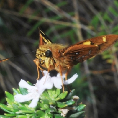 Trapezites symmomus (Splendid Ochre) at Ulladulla Reserves Bushcare - 27 Feb 2020 by Harrisi