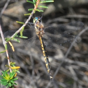 Hemicordulia australiae at Ulladulla Reserves Bushcare - 27 Feb 2020