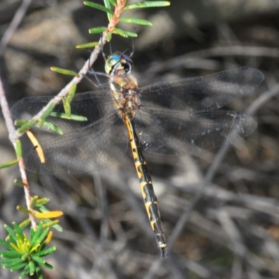 Hemicordulia australiae (Australian Emerald) at Ulladulla, NSW - 27 Feb 2020 by Harrisi