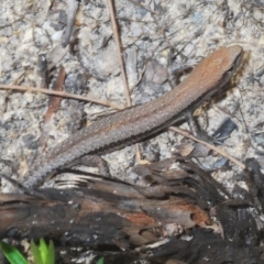 Lampropholis guichenoti (Common Garden Skink) at Tianjara, NSW - 27 Feb 2020 by Harrisi