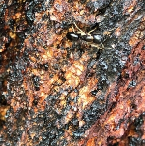 Camponotus claripes at Aranda, ACT - 26 Feb 2020