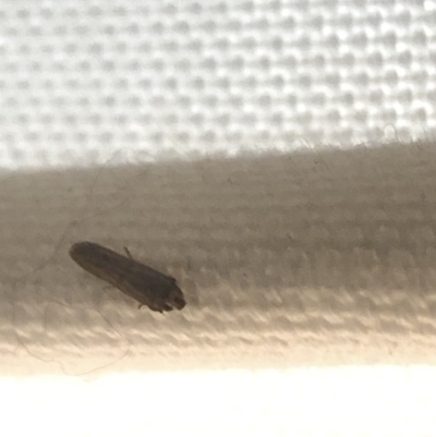 Cicadellidae (family) at Aranda, ACT - 28 Feb 2020 by Jubeyjubes