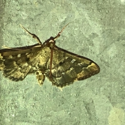 Nacoleia rhoeoalis (Spilomelinae) at Aranda, ACT - 27 Feb 2020 by Jubeyjubes