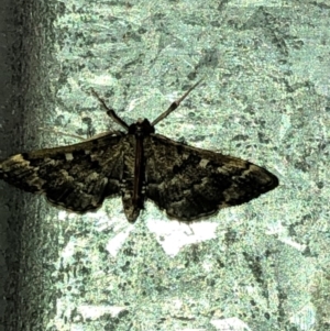 Nacoleia rhoeoalis at Aranda, ACT - 27 Feb 2020 06:40 PM