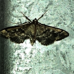 Nacoleia rhoeoalis at Aranda, ACT - 27 Feb 2020