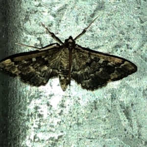 Nacoleia rhoeoalis at Aranda, ACT - 27 Feb 2020 06:40 PM