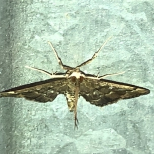 Nacoleia rhoeoalis at Aranda, ACT - 27 Feb 2020