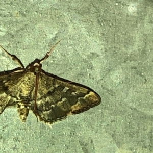 Nacoleia rhoeoalis at Aranda, ACT - 27 Feb 2020