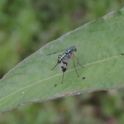 Austrosciapus connexus (Green long-legged fly) at Tharwa, ACT - 21 Dec 2019 by michaelb