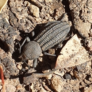 Amycterus sp. (genus) at Penrose - 25 Feb 2020