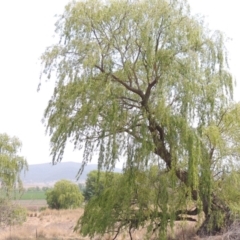 Salix babylonica (Weeping Willow) at Chakola, NSW - 26 Dec 2019 by MichaelBedingfield