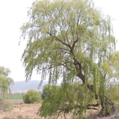 Salix babylonica (Weeping Willow) at Chakola, NSW - 26 Dec 2019 by michaelb