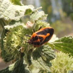 Agonoscelis rutila (Horehound bug) at Chakola, NSW - 26 Dec 2019 by MichaelBedingfield