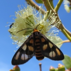 Amata (genus) (Handmaiden Moth) at ANBG - 1 Mar 2020 by Christine