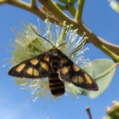 Amata (genus) at Acton, ACT - 1 Mar 2020