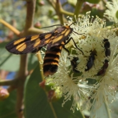 Amata (genus) at Acton, ACT - 1 Mar 2020 12:23 PM