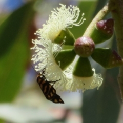 Asura lydia (Lydia Lichen Moth) at ANBG - 1 Mar 2020 by Christine