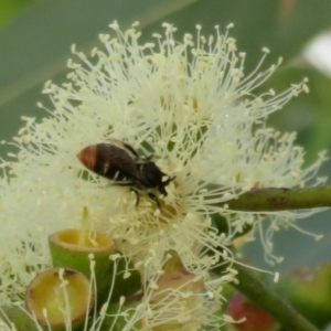 Lipotriches (Austronomia) ferricauda at Acton, ACT - 1 Mar 2020 12:40 PM