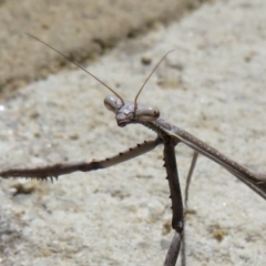 Archimantis sp. (genus) (Large Brown Mantis) at Acton, ACT - 1 Mar 2020 by Christine