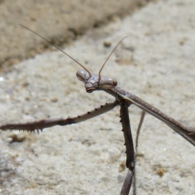 Archimantis sp. (genus) (Large Brown Mantis) at ANBG - 1 Mar 2020 by Christine