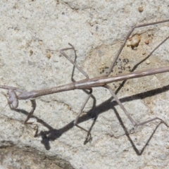 Archimantis sp. (genus) at Acton, ACT - 1 Mar 2020