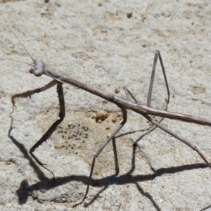 Archimantis sp. (genus) at Acton, ACT - 1 Mar 2020