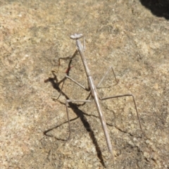 Archimantis sp. (genus) at Acton, ACT - 1 Mar 2020