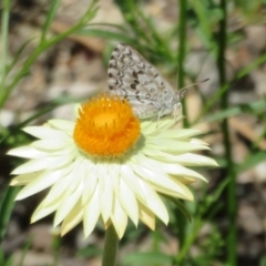 Lucia limbaria (Chequered Copper) at ANBG - 1 Mar 2020 by Christine