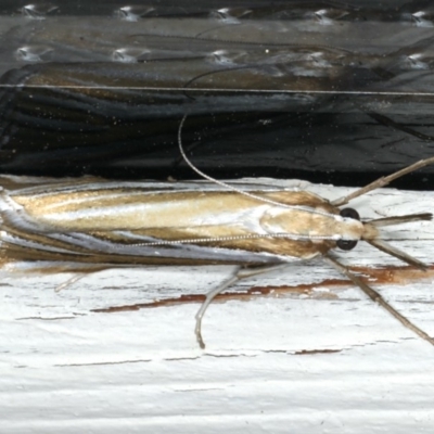 Hednota species near grammellus (Pyralid or snout moth) at Ainslie, ACT - 27 Feb 2020 by jb2602