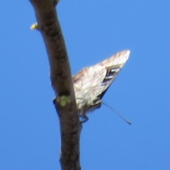 Ogyris olane (Broad-margined Azure) at Point 4999 - 1 Mar 2020 by Christine