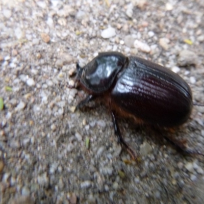 Dasygnathus sp. (genus) (Rhinoceros beetle) at Tathra Public School - 2 Mar 2020 by TathraPreschool