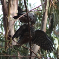 Callocephalon fimbriatum (Gang-gang Cockatoo) at Hughes Grassy Woodland - 29 Feb 2020 by LisaH