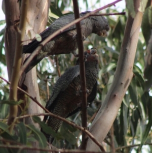 Callocephalon fimbriatum at Hughes, ACT - 1 Mar 2020