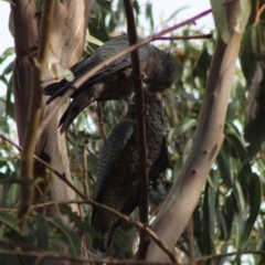 Callocephalon fimbriatum at Hughes, ACT - suppressed