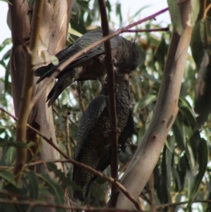 Callocephalon fimbriatum at Hughes, ACT - suppressed