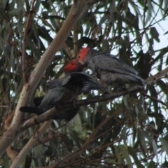 Callocephalon fimbriatum at Hughes, ACT - 1 Mar 2020