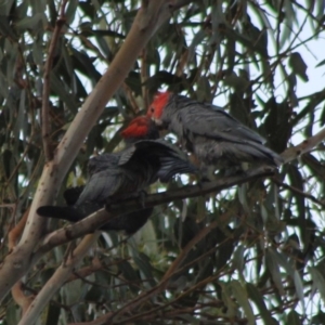 Callocephalon fimbriatum at Hughes, ACT - 1 Mar 2020