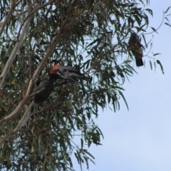 Callocephalon fimbriatum at Hughes, ACT - suppressed