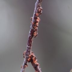 Papyrius nitidus (Shining Coconut Ant) at Deakin, ACT - 2 Mar 2020 by LisaH