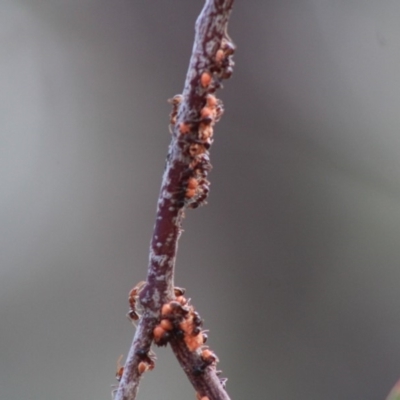 Papyrius nitidus (Shining Coconut Ant) at Deakin, ACT - 1 Mar 2020 by LisaH